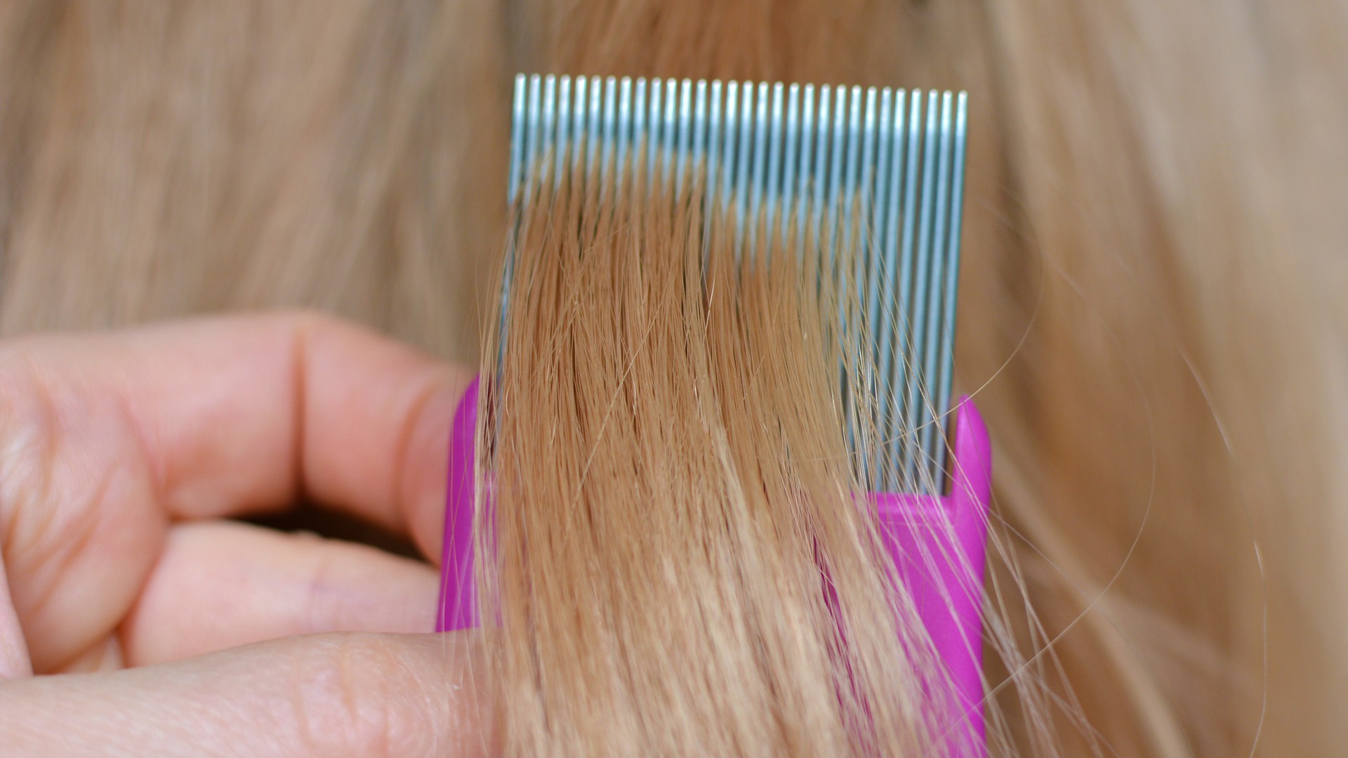 Fine-tooth lice comb with hair strands during nit removal.
