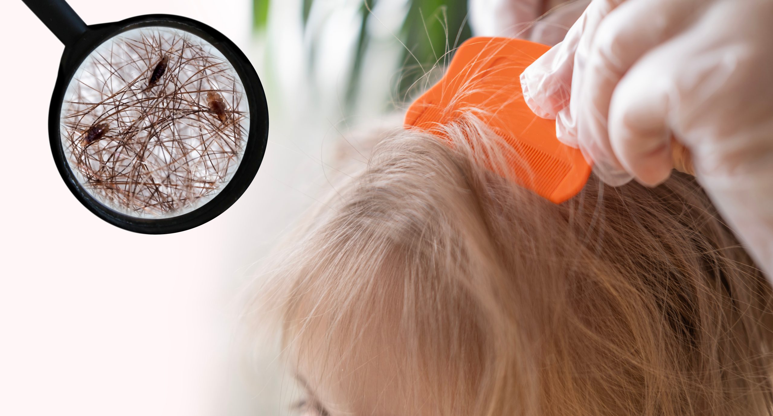 Close-up child's head with female hands searching for lice and nits in hair, combing through with orange comb for removal, Childhood and Parenting