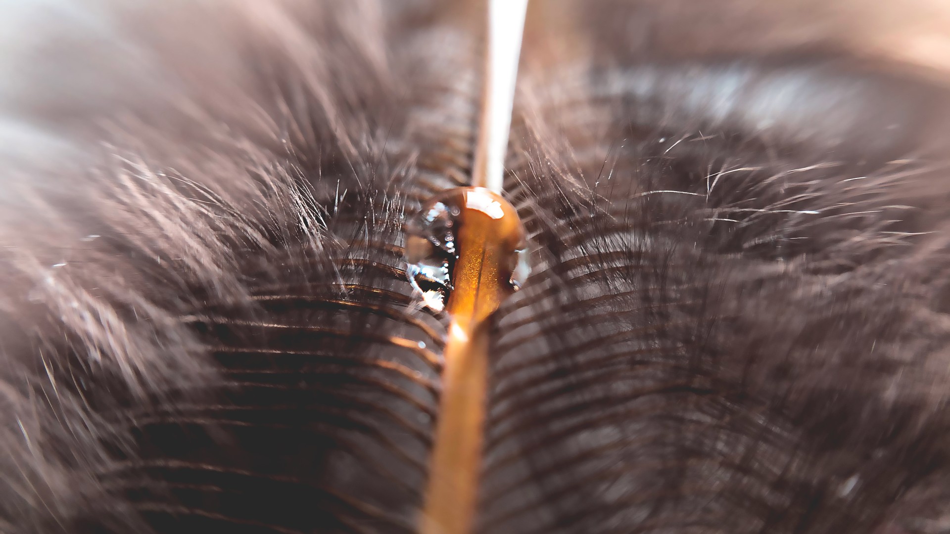 Before You Buy Lice Shampoo, Confirm It’s Actually Lice